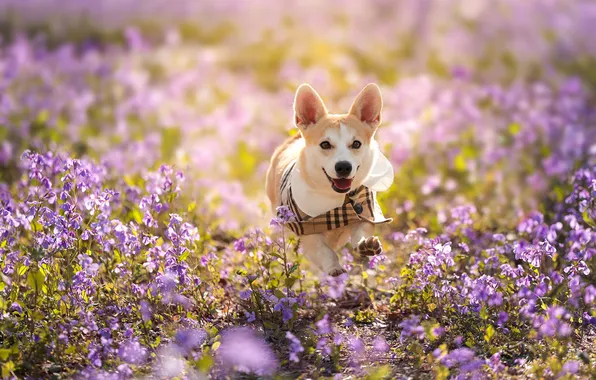 Look, nature, pose, dog, face