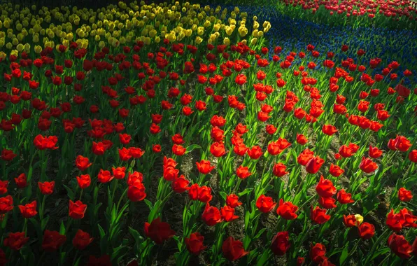 Light, red, spring, tulips, flowerbed, a lot
