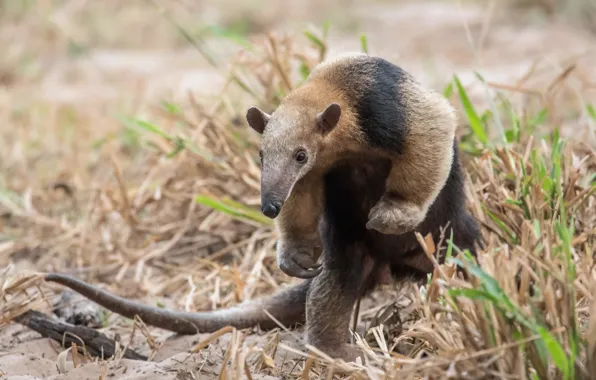 Brazil, Anteater, Southern Pantanal