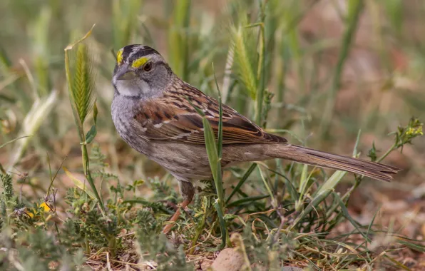 Picture nature, bird, beak, tail, Belasana of zonotrichia