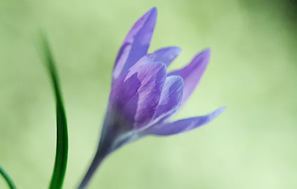 Picture flower, leaves, background, lilac, blur, Krokus