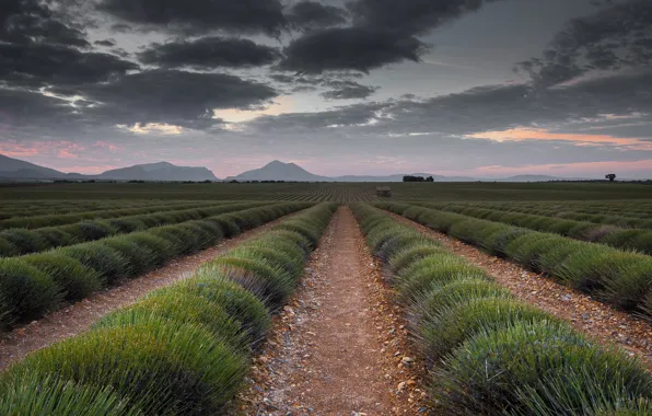 Field, the sky, clouds, flowers, mountains, overcast, perspective, France