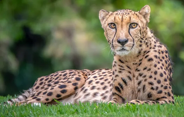Picture look, Cheetah, handsome