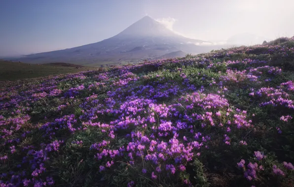 Picture landscape, flowers, nature, the volcano, meadow, Kamchatka, cyclamen, Klyuchevskaya Sopka