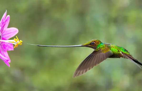 Picture flower, background, goal, beak, nose, Hummingbird