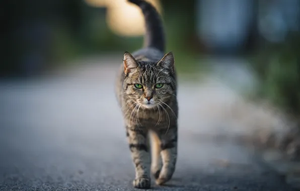 Picture cat, background, street