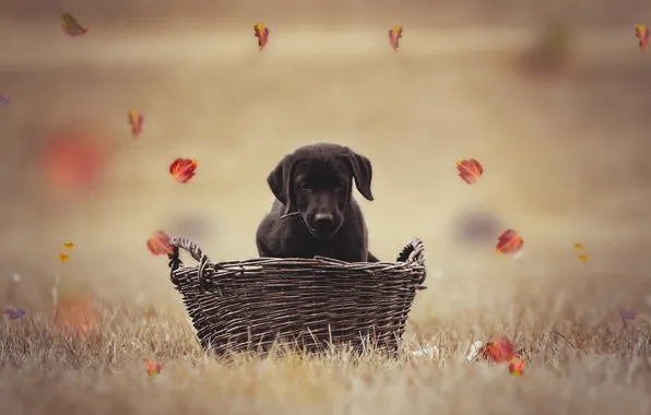 Picture autumn, leaves, basket, dog, puppy, bokeh, Labrador