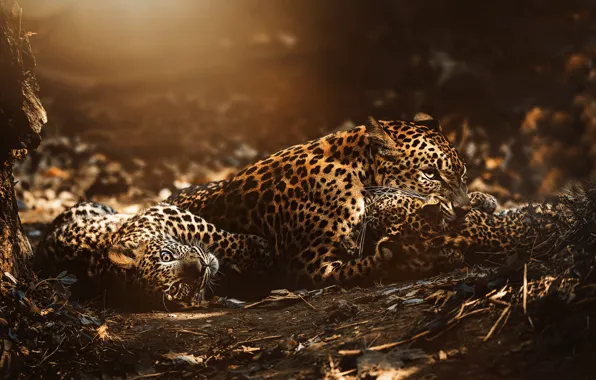 Nature, leopard, cub, leopards, mother