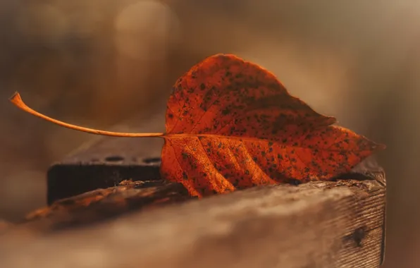 Picture leaves, macro, background