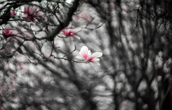 Flowers, branches, pink, blur, spring, black and white, flowering, monochrome