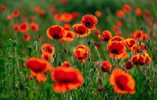 Grass, flowers, Maki, meadow, red poppies