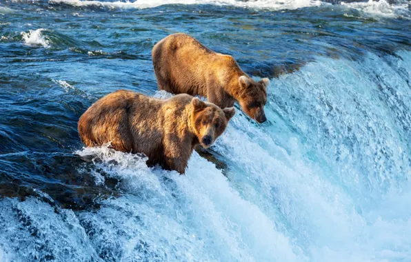For, waterfall, bears, hunting, river, fish, fishing, brown
