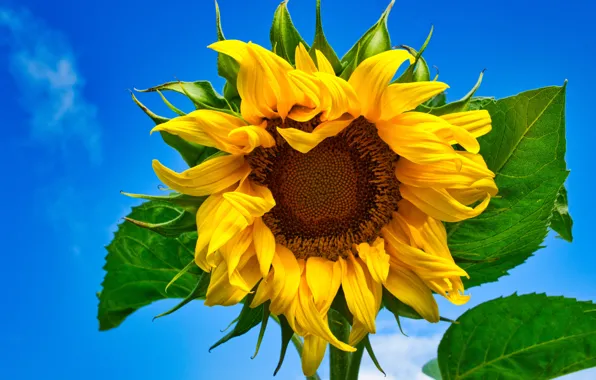 Flower, leaves, close-up, yellow, sunflower, sunflower, blue sky