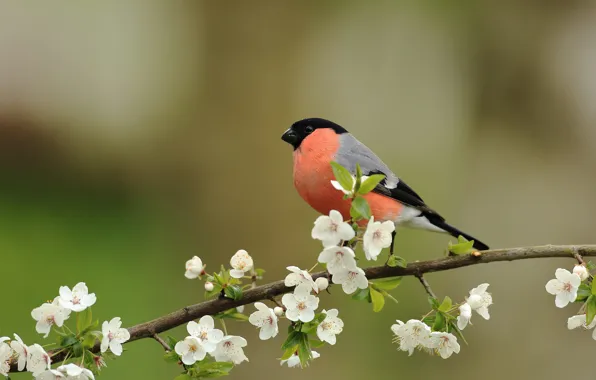 Flowers, bird, branch, spring, white, flowering, bullfinch, green background