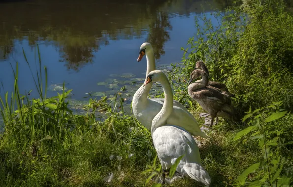 Greens, summer, grass, light, birds, lake, shore, feathers