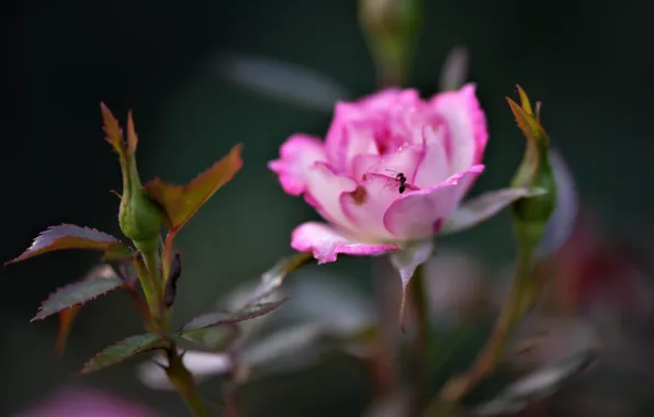 Macro, rose, petals, ant, buds