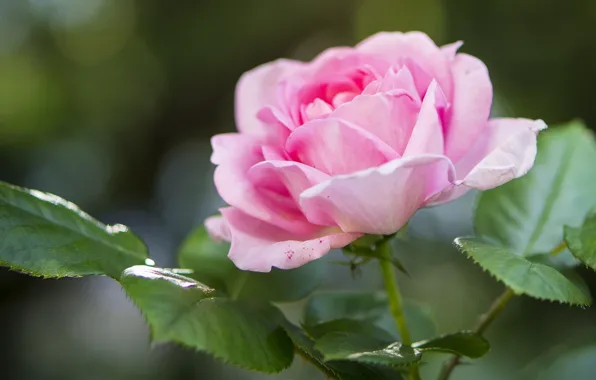 Leaves, macro, roses
