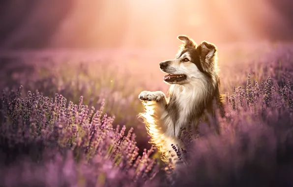 Face, flowers, paw, dog, lavender, bokeh