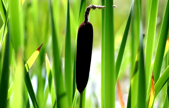 Grass, green, reed, cattail