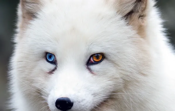 Picture fox, brown eyes, blue eyes, animal, wildlife, fur, ears, close up