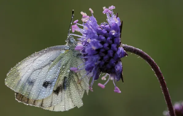 Flowers, butterfly, water drops