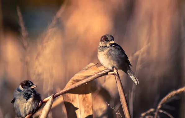 Picture field, birds, wings, plants, feathers, blur, sparrows