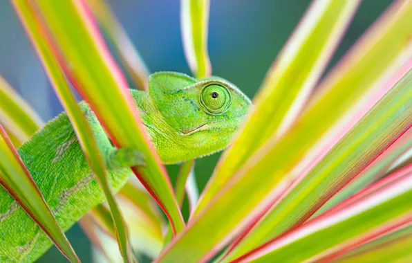 Picture Plant, Chameleon, Chameleon, Terrarium, Terrarium, Fascinating pets, Exotic and mesmerizing pets, Exotic