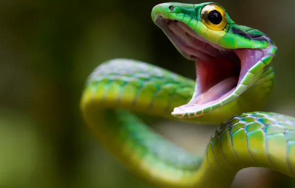Attack, snake, wildlife, Costa Rica, Green Snake