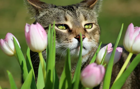 Cat, cat, look, light, flowers, pose, grey, spring