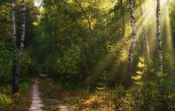 Greens, autumn, forest, summer, rays, light, trees, branches