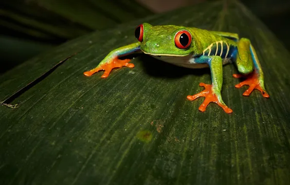 Picture look, leaf, frog, sitting, red-eyed tree frog