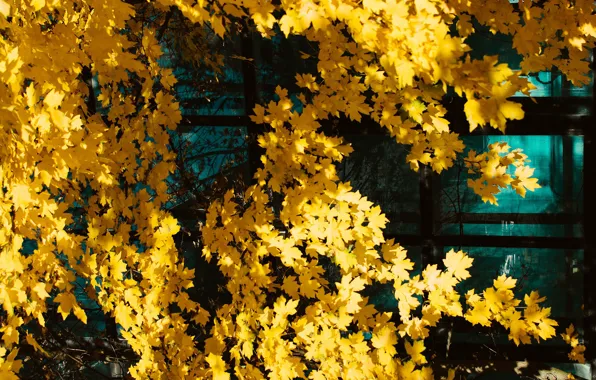 Glass, leaves, light, tree, foliage, yellow, maple, autumn leaves