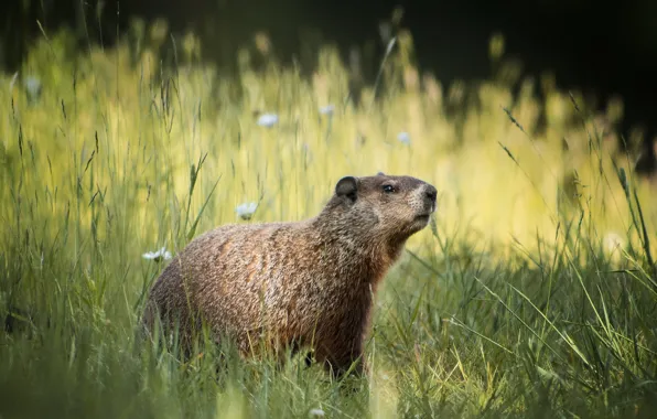 Field, summer, grass, flowers, marmot