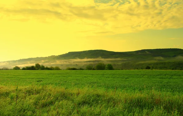 Field, forest, the sky, grass, clouds, trees, hills, haze