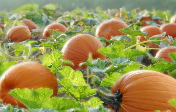Field, lights, pumpkin