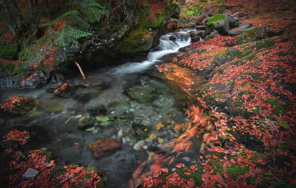 Autumn, leaves, nature, stream, stones