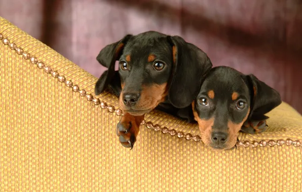 Picture interest, puppies, two, dachshund, Dachshund