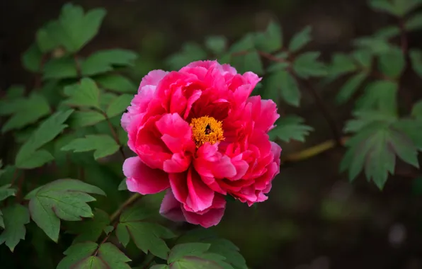 Flower, leaves, red, bright, pink, garden, peony