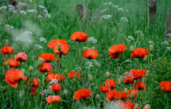 Greens, flowers, red, Mac, Maki, beauty, a lot, yarrow