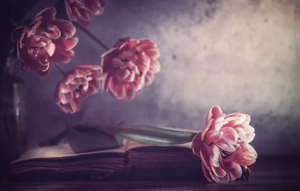 Flowers, wall, Tulip, bouquet, spring, tulips, book, pink