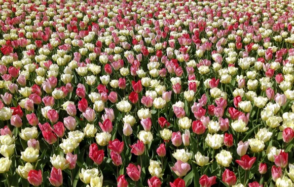 Picture tulips, buds, plantation