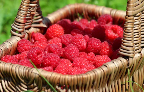 Picture summer, nature, berries, raspberry, basket, beauty, harvest, berry