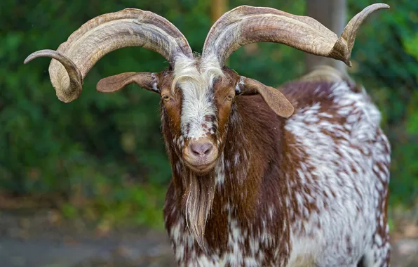 Horns, look, goat