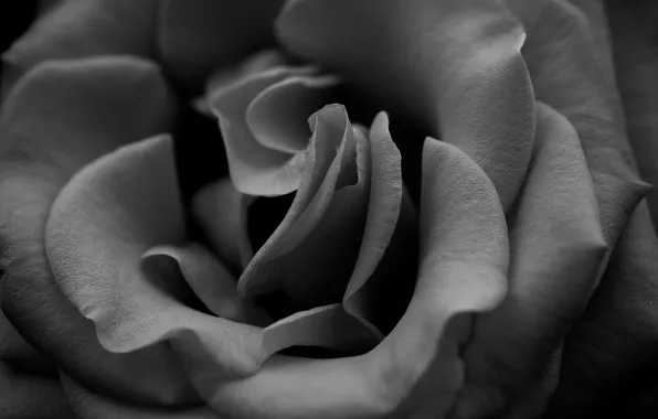 Picture macro, flowers, photo, Wallpaper, rose, roses