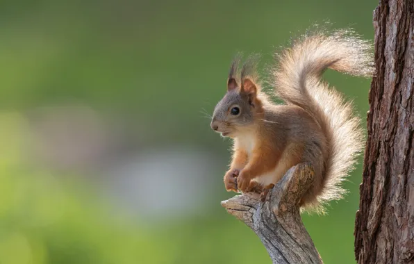 Wallpaper background, tree, protein, tail, red, bokeh, rodent, pet for ...