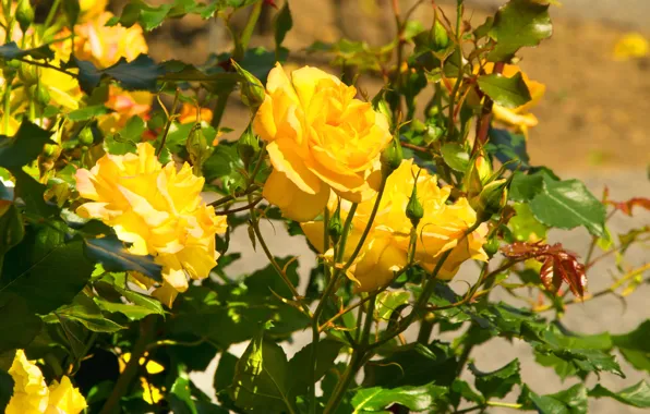 Yellow, roses, petals, buds, the bushes