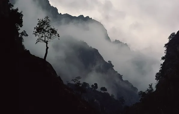 Mountains, fog, Tree, slope