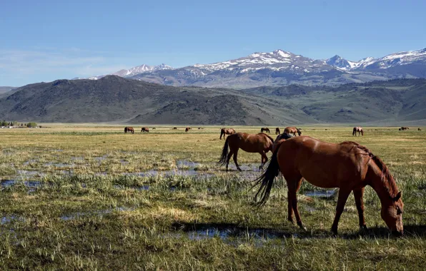 Field, mountains, horses, horse, pasture, grazing