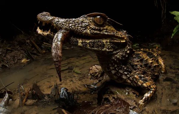 Look, shore, crocodile, pond, mining