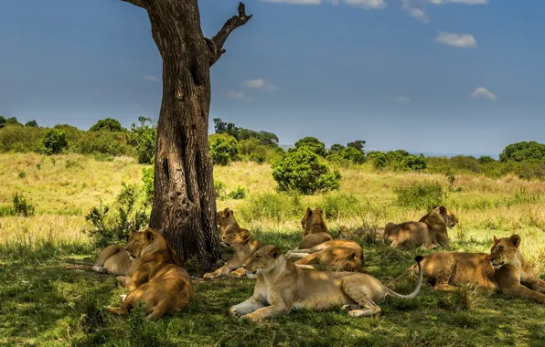Tree, stay, Savannah, lions, lioness, lioness, pride